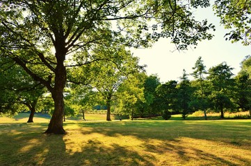 Summer landscape in the park.