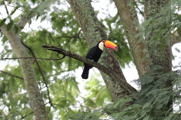 toucan on tree