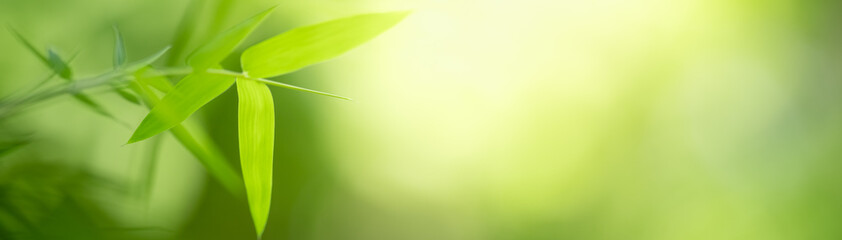 Nature of green leaf bamboo in garden at summer. Natural green leaves plants using as spring background cover page greenery environment ecology wallpaper