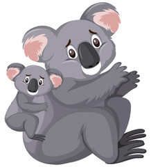 Two sad looking koalas on white background