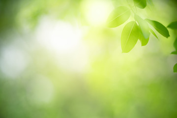 Nature of green leaf in garden at summer. Natural green leaves plants using as spring background cover page greenery environment ecology wallpaper