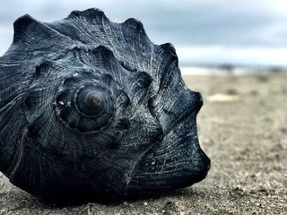 Close-Up Of Seashell At Beach