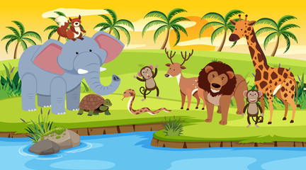 Scene with wild animals standing by the river at sunset