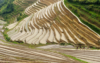 Group of hikers walking in the middle of rice terrace.