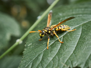 wasp on leaf