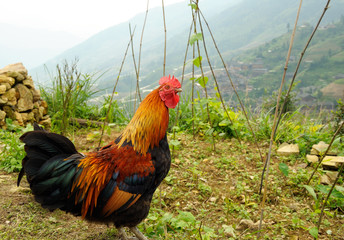 Rooster freely walking outside the farm.