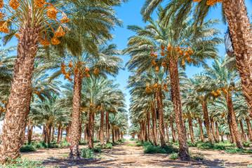Plantation of ripening date palm, agriculture industry in the Middle East and Mediterranean regions