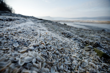 seashells on the shore