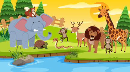 Scene with many wild animals together by the river