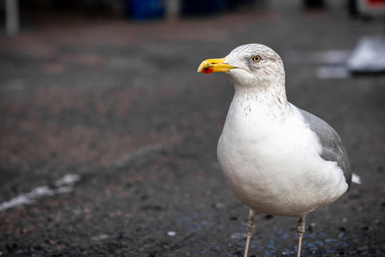 Closeup front view of one seagull seabird on city ground.