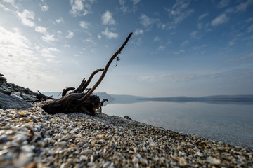 dead tree on the beach