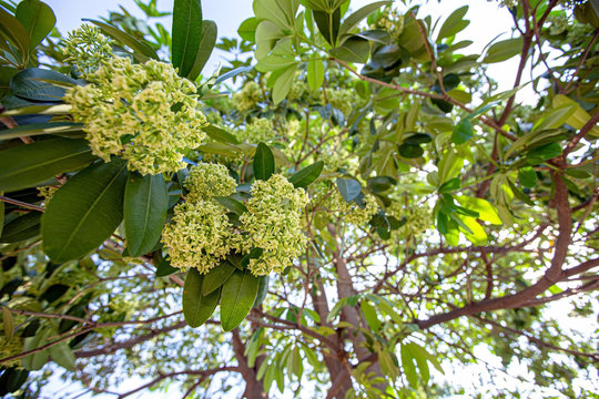 Blackboard Tree, Devil Tree, Alstonia scholaris (Linn.) R. Br., Flowers, herbs, Thailand has medicinal properties