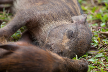 Baby wild boars sleeping on grass