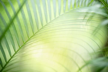 Natur des grünen Blattes im Garten im Sommer. Natürliche grüne Blätter Pflanzen, die als Frühlingshintergrund-Deckblatt-Grün-Umwelt-Ökologie-Tapete verwendet werden © Fahkamram