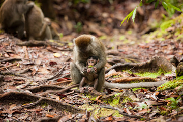 Wild long-tailed macaque in Bako national park forest