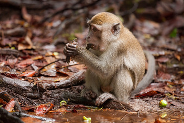 Obraz premium Wild long-tailed macaque in Bako national park forest