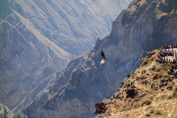 Andean Condor (Vultur gryphus) flying over the valley at the place called 'Canyon del Colca', in...