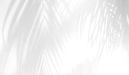 Abstract Shadows, blurred background of gray leaves and natural trees that reflect concrete walls, fallen branches on white wall surfaces for blurred backgrounds and black and white wallpapers.