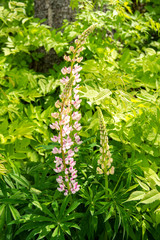 Blooming pink lupines, Huovila park, Karkola, Finland