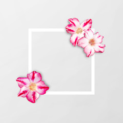 Obraz premium Flowers composition. Frame made of impala Lily flowers on white background. Creative layout with flowers and copy space card note. Flat lay. top view. Clipping path. Nature concept