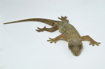 Brown lizard on a white background, Southeast Asian lizard.