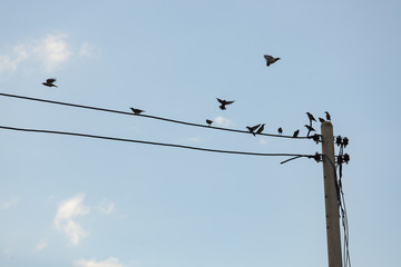 Birds sitting on small power line