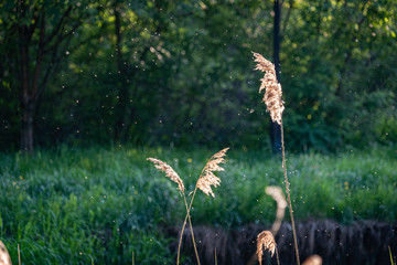 reed in lake