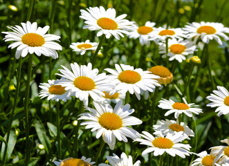 Closeup of white daisies in the wild
