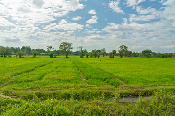 Fototapeta na wymiar Rice field in Sri Lanka. Green agricultural farm.