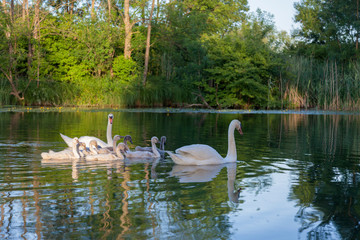 The mute swan family on the Mrežnica River, Croatia