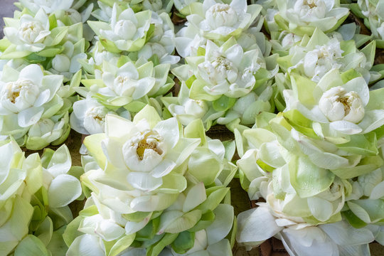 Lotus white fresh flowers background, Sri Lanka