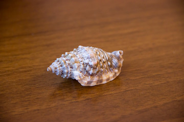 Shell on a dark surface