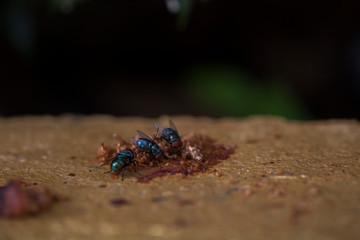 The three flies ( Chrysomya megacephala ) are eating fruits that fall on the ground