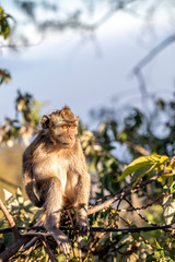 Java, Indonesia - July 27, 2019: Javanese long-tailed monkey (Macaca Fascicularis) in Bromo Tengger Semeru National Park