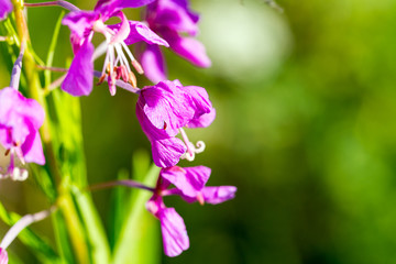 Pink flowers Chamerion angustifolium. Chamerion angustifolium