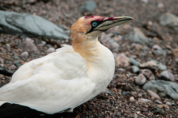 hurt bird