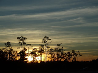 silhouette of tall trees against cloudy sunset in Florida