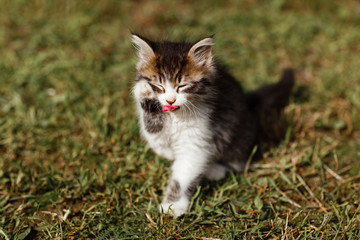 Naklejka na ściany i meble Little ripple Kitten washes his face on the grass in the garden. spring sunny day
