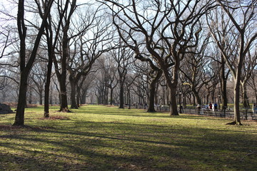barren trees in fall in new york central park #2