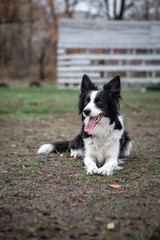 black and white border collie sitting on green grass at the corner of a brick house