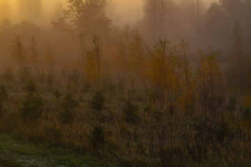 fog, sunrise view of the forest in autumn, small Christmas trees and birches in the foreground