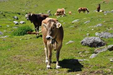 grazing animals immersed in the beautiful valleys of the valtellina in the lombardy italian region