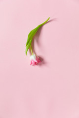 Tulip on pink background. Valentines day. Mothers day. 8 March