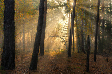 Obraz premium Forest. Good autumn morning. The sun's rays play in the branches of trees. Pleasant walk in the nature.