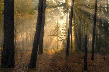 Fototapeten Wald. Guten Herbstmorgen. Die Sonnenstrahlen spielen in den Zweigen der Bäume. Angenehmer Spaziergang in der Natur. © Mykhailo