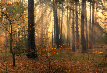 Forest. Good autumn morning. The sun's rays play in the branches of trees. Pleasant walk in the nature.