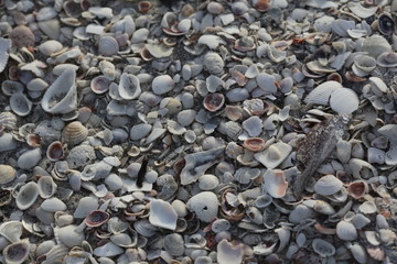 Closeup of small white and gray shells on the beach