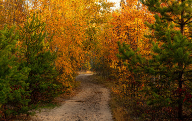 Fototapeta premium Traveling along forest roads. Autumn colors adorned the trees. Light fog creates fabulous scenes.