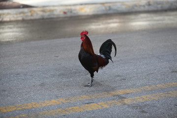 Closeup of colorful feral rooster on streets of Key West Florida #1