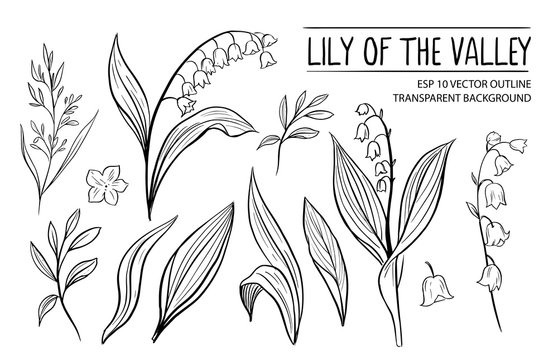 Lily of the vally. Hand drawn outline converted to vector
